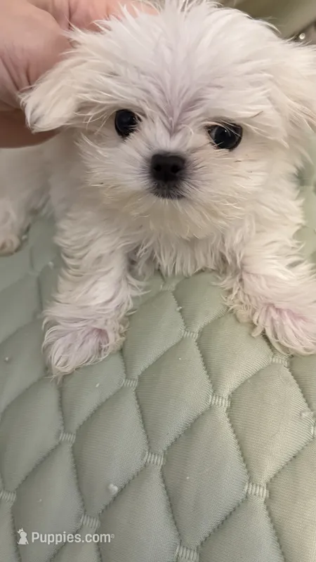 Tiny Boy – Maltese puppy for sale in San Diego, CA