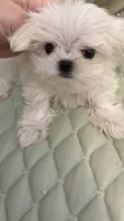 Tiny Boy, a male Maltese for sale in San Diego, CA – 1 of 1