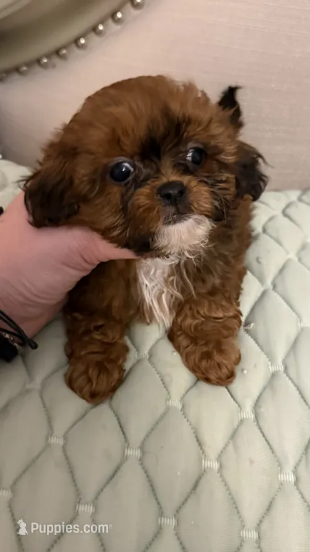 Sherry  – Shih Tzu, Poodle - Toy  puppy for sale in San Diego, CA