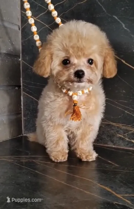 Tielor – Maltipoo puppy for sale in San Diego, CA