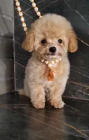Tielor, a male Maltipoo for sale in San Diego, CA – 1 of 2