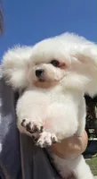 Lilya, a female Bichon Frise for sale in San Diego, CA – 1 of 5