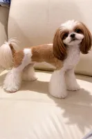 Pandora, a female Shih Tzu for sale in San Diego, CA – Photo 2 of 2