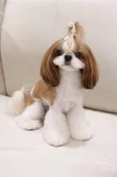 Pandora, a female Shih Tzu for sale in San Diego, CA – Photo 1 of 2