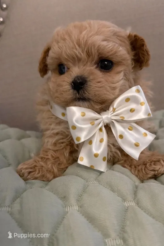 Apricot  – Maltipoo puppy for sale in San Diego, CA