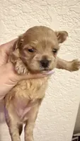 Butterfly , a female Maltipoo for sale in San Diego, CA – 2 of 2