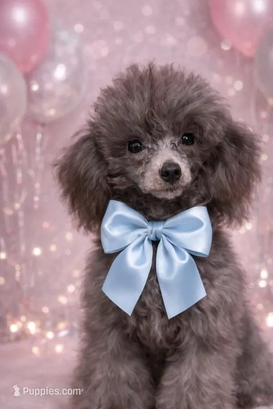 Silver Chinese Teddy 2.5 lb  – Poodle - Toy  puppy for sale in San Diego, CA