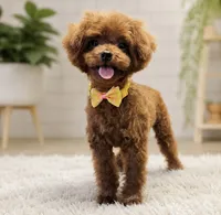 Sasha Chinese Teddy, a female Poodle - Toy  for sale in San Diego, CA – 1 of 1