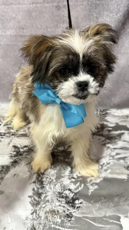Pier – Morkie puppy for sale in San Diego, CA