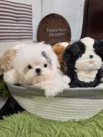 Berenice , a female Maltese for sale in San Diego, CA – 3 of 3