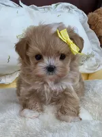Karl , a male Maltipoo for sale in San Diego, CA – 2 of 2