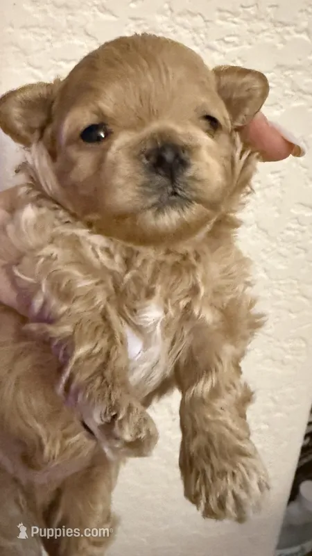 Butter – Maltipoo puppy for sale in San Diego, CA