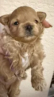 Butter, a male Maltipoo for sale in San Diego, CA – 1 of 1