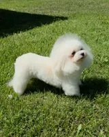 Lilya, a female Bichon Frise for sale in San Diego, CA – 2 of 5
