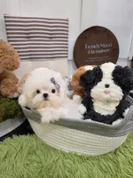 Berenice , a female Maltese for sale in San Diego, CA – 2 of 3