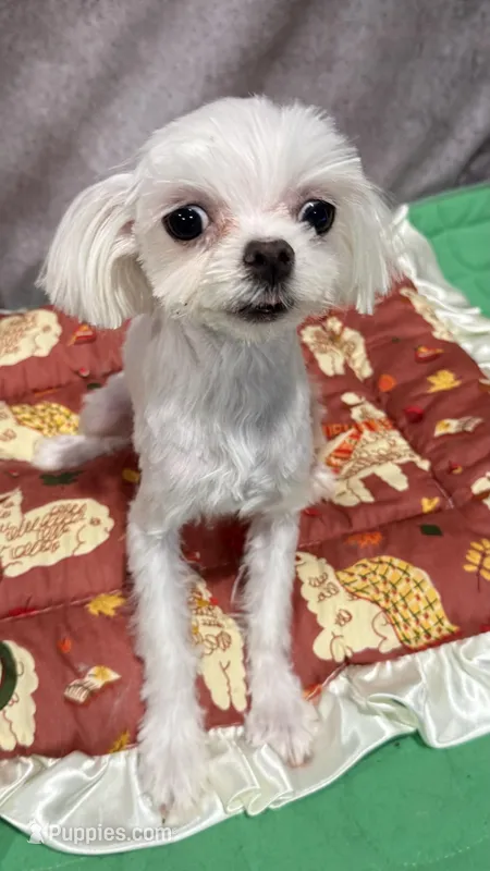 Kirill  – Maltese puppy for sale in San Diego, CA