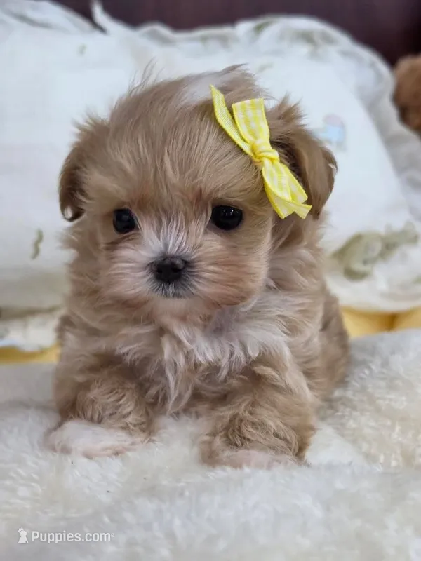 Karl  – Maltipoo puppy for sale in San Diego, CA
