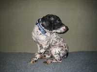 Gibson, a male Poodle - Miniature  for sale in Sugarcreek, OH – Photo 2 of 5