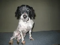 Gibson, a male Poodle - Miniature  for sale in Sugarcreek, OH – Photo 3 of 5