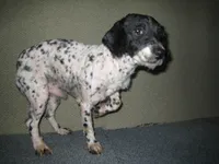 Gibson, a male Poodle - Miniature  for sale in Sugarcreek, OH – Photo 4 of 5