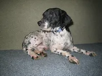 Gibson, a male Poodle - Miniature  for sale in Sugarcreek, OH – Photo 5 of 5