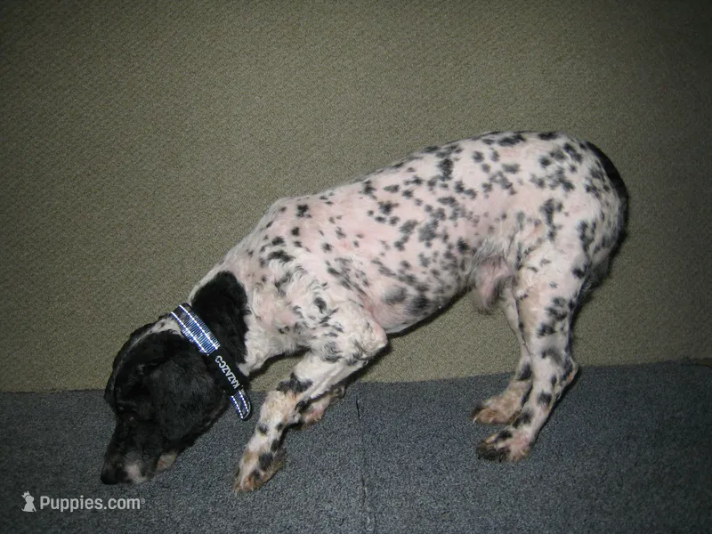 Gibson – Poodle - Miniature  puppy for sale in Sugarcreek, OH