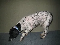 Gibson, a male Poodle - Miniature  for sale in Sugarcreek, OH – Photo 1 of 5