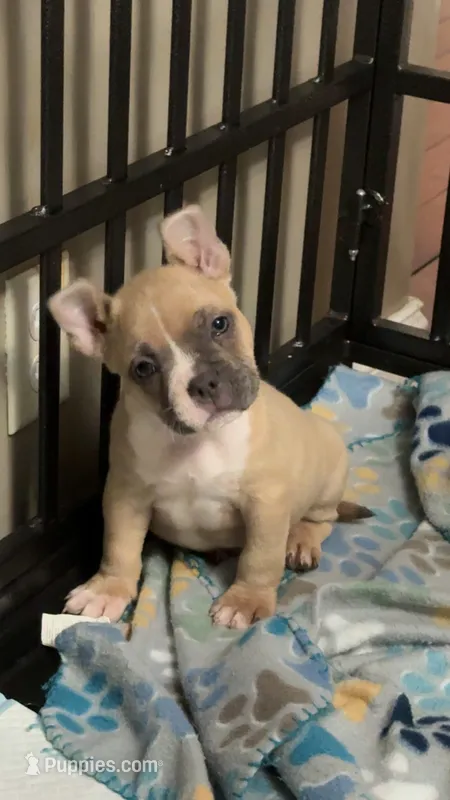 King Koopa – American Bully puppy for sale in Delbarton, WV