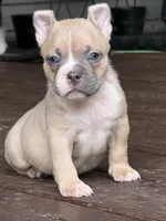 King Koopa, a male American Bully for sale in Delbarton, WV – 5 of 5