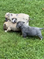 King Koopa, a male American Bully for sale in Delbarton, WV – 4 of 5