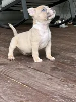 King Koopa, a male American Bully for sale in Delbarton, WV – 3 of 5
