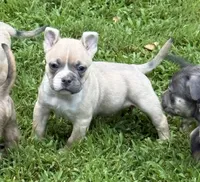 King Koopa, a male American Bully for sale in Delbarton, WV – 2 of 5