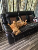 Black boy , a male Golden Retriever for sale in Lawndale, NC – 4 of 7