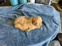 Red boy , a female Golden Retriever for sale in Lawndale, NC – 6 of 6