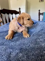Blue boy , a male Golden Retriever for sale in Lawndale, NC – 3 of 5