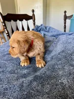 Red boy , a female Golden Retriever for sale in Lawndale, NC – 4 of 6