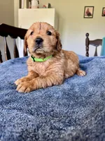 Green girl , a female Golden Retriever for sale in Lawndale, NC – 3 of 5