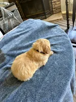 Black boy , a male Golden Retriever for sale in Lawndale, NC – 5 of 7