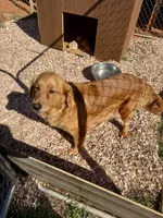Red boy , a female Golden Retriever for sale in Lawndale, NC – 5 of 6