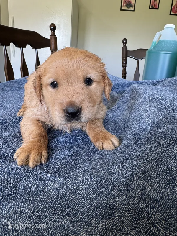 Blue boy  – Golden Retriever puppy for sale in Lawndale, NC