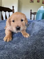 Blue boy , a male Golden Retriever for sale in Lawndale, NC – 1 of 5