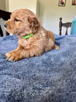 Green girl , a female Golden Retriever for sale in Lawndale, NC – 2 of 5