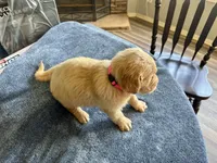 Pink girl , a female Golden Retriever for sale in Lawndale, NC – 3 of 4