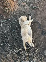 Black boy , a male Golden Retriever for sale in Lawndale, NC – 7 of 7