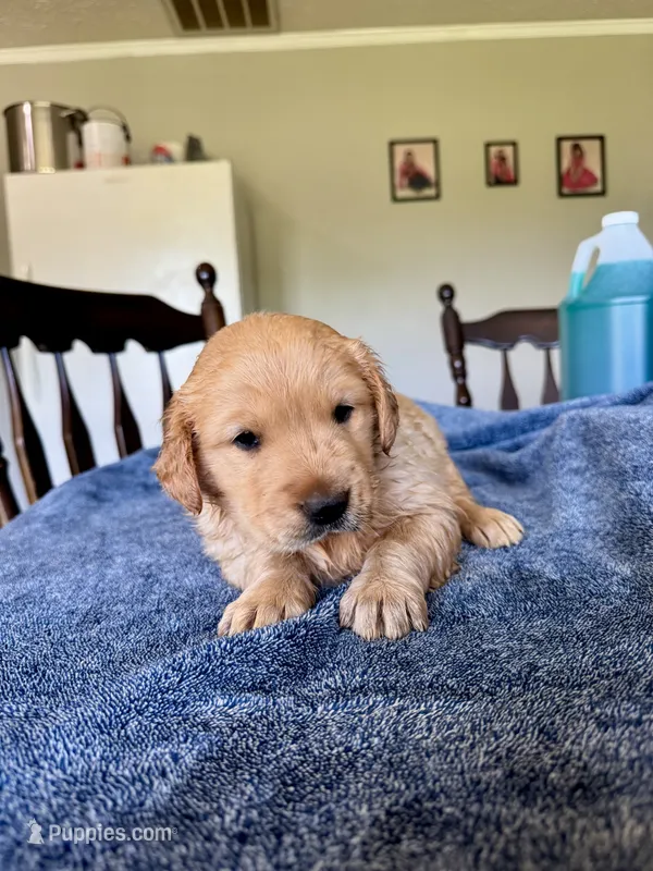 Green girl  – Golden Retriever puppy for sale in Lawndale, NC