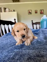 Green girl , a female Golden Retriever for sale in Lawndale, NC – 1 of 5