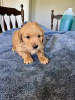 Red boy , a female Golden Retriever for sale in Lawndale, NC – 3 of 6