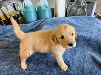 Pink girl , a female Golden Retriever for sale in Lawndale, NC – 2 of 4