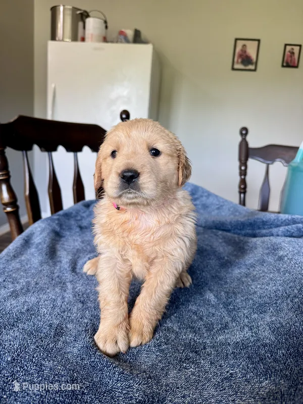 Pink girl  – Golden Retriever puppy for sale in Lawndale, NC