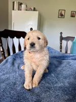 Pink girl , a female Golden Retriever for sale in Lawndale, NC – 1 of 4